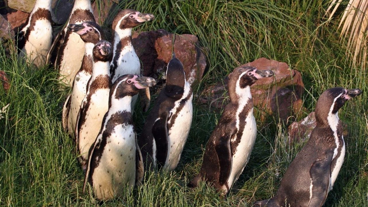 Canicule au Parc des Oiseaux