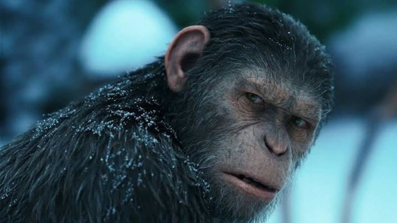 Chez les grands singes