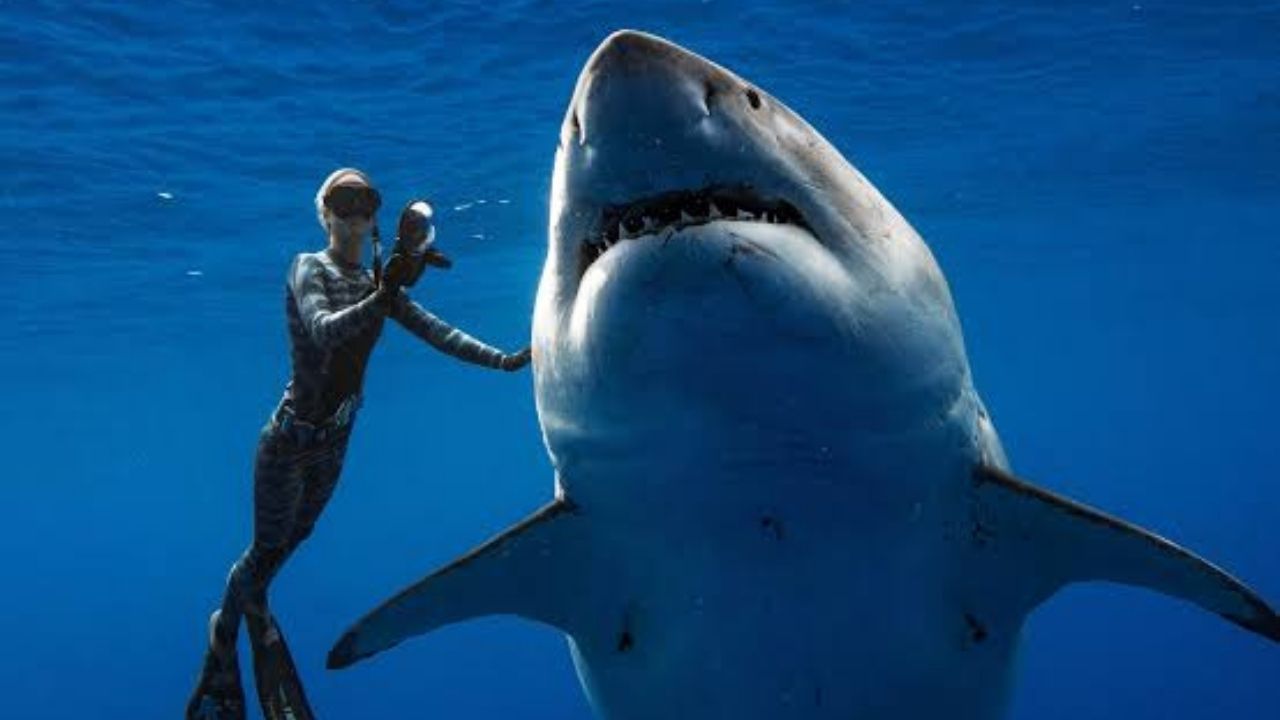 Les requins auraient-ils chacun leur propre personnalité